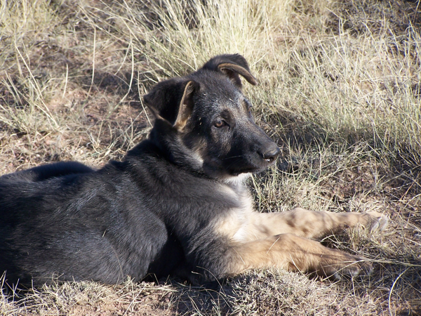 Black boy 11 wks