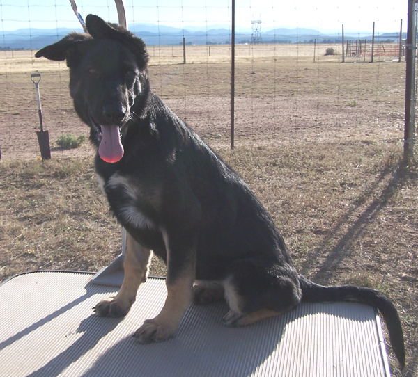 Cassie Sitting