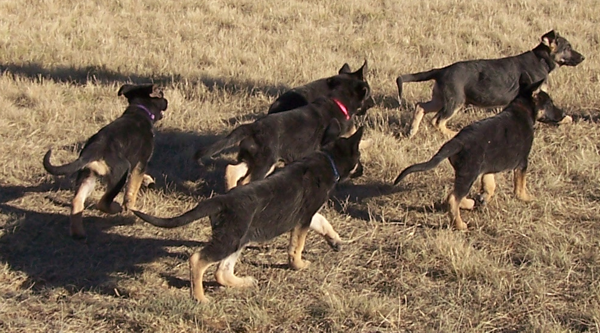 pups 11 weeks
