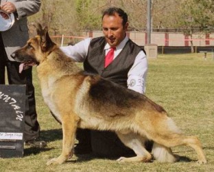 Ninja1- German Sheperd