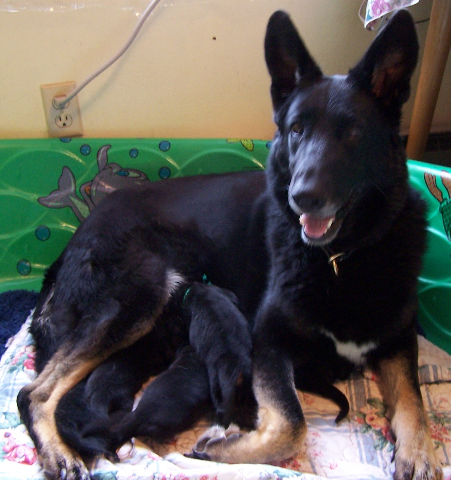 Norah x Vic litter 5 days old
