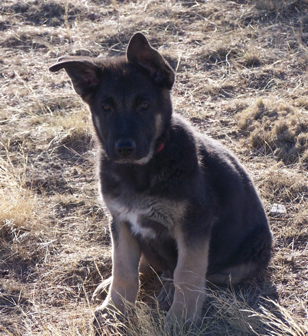 Red Boy 11 wks