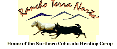 NOrhtern Colorado Herding 