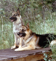 Section 3 row 1 image description