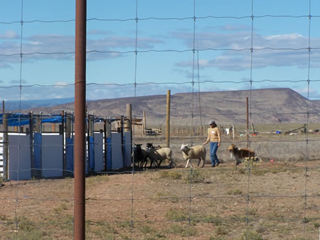 Herding A Course at Terra Norte