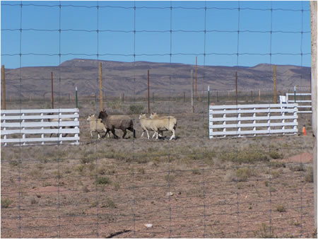 Herding Cross Drive A Course