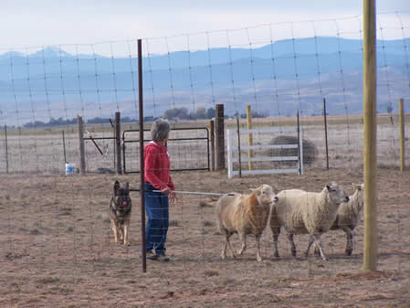 Herding PT arena West