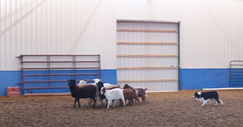 Walk Up herding basics